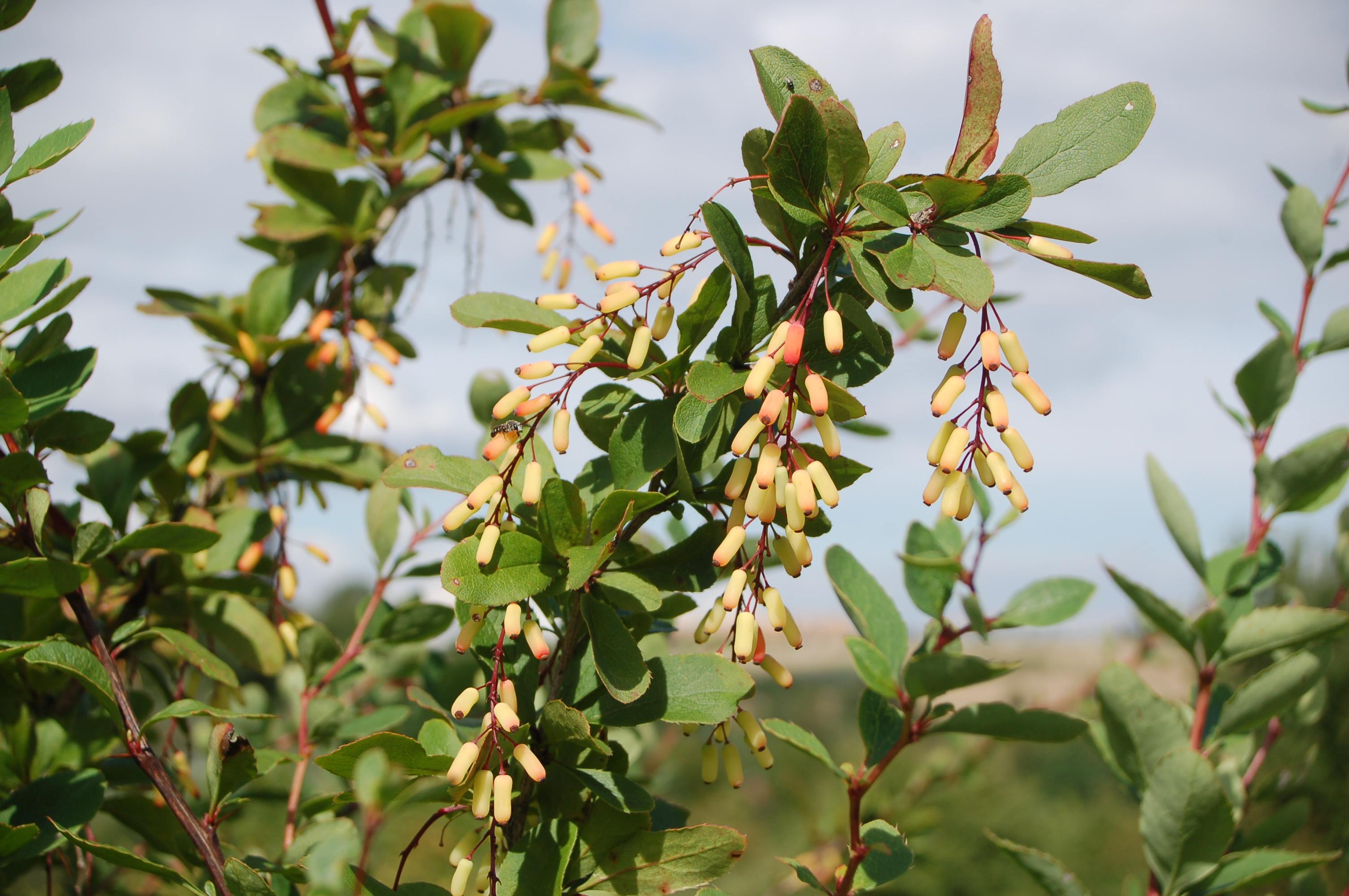 زرشک خوراکی